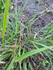 Cenchrus caliculatus