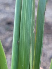 Cenchrus caliculatus