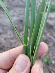 Cenchrus caliculatus