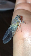 Diceroprocta semicincta