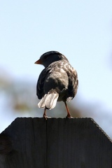 Zonotrichia leucophrys