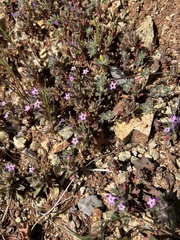 Collomia diversifolia