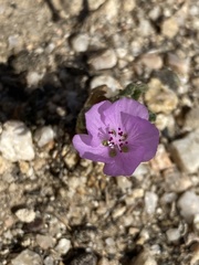 Eremalche parryi kernensis