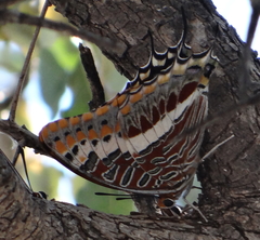 Charaxes saturnus saturnus