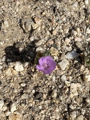 Eremalche parryi kernensis