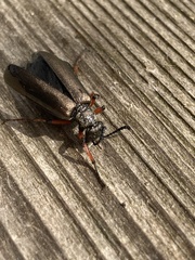 Lytta aenea