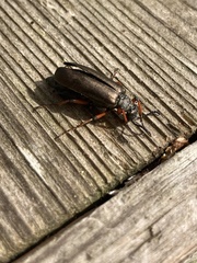 Lytta aenea