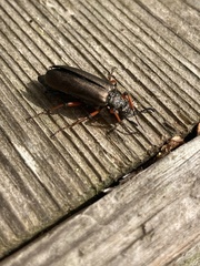Lytta aenea
