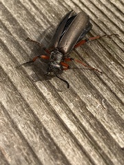 Lytta aenea