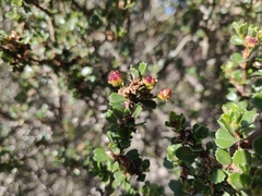 Ceanothus rigidus