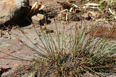 Juncus parryi