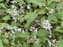 Ageratina riparia