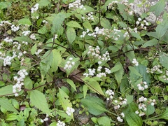 Ageratina riparia