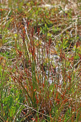 Juncus parryi