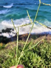 Urochloa subquadripara