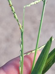 Urochloa subquadripara