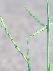 Urochloa subquadripara