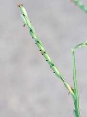 Urochloa subquadripara