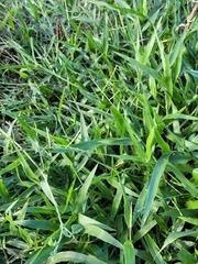 Urochloa subquadripara