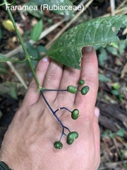 Faramea multiflora