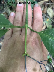 Faramea multiflora