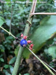 Miconia trichocalyx