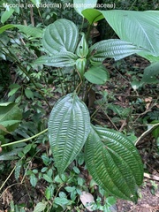 Miconia trichocalyx