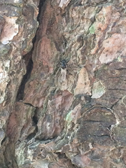 Bibio albipennis