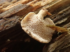 Panellus pusillus