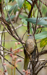 Embernagra longicauda