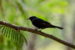 Knipolegus lophotes