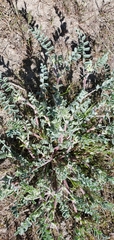 Astragalus purshii