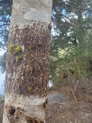 Didymosphaeria oregonensis