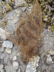 Desmarestia aculeata