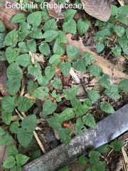 Geophila