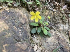 Lysimachia alpestris