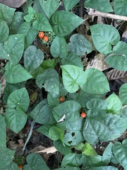 Geophila