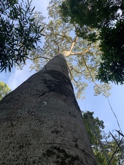 Hymenaea