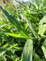 Urochloa subquadripara