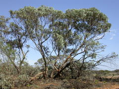 Eucalyptus cyanophylla