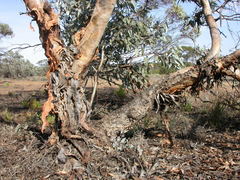 Eucalyptus cyanophylla