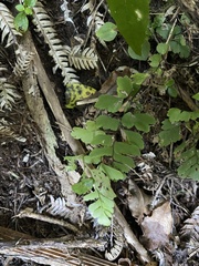 Adiantum cunninghamii