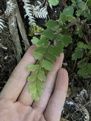 Adiantum cunninghamii