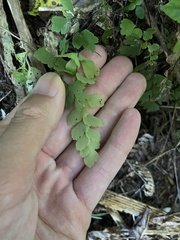 Adiantum cunninghamii
