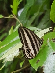 Ragadia luzonia