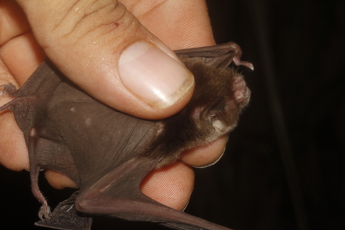 Tawny Naked-backed Bat