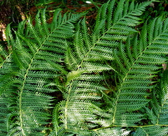 Alsophila leichhardtiana