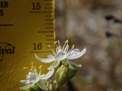 Spergularia macrotheca longistyla