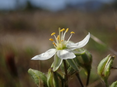 Spergularia macrotheca longistyla