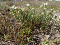 Spergularia macrotheca longistyla